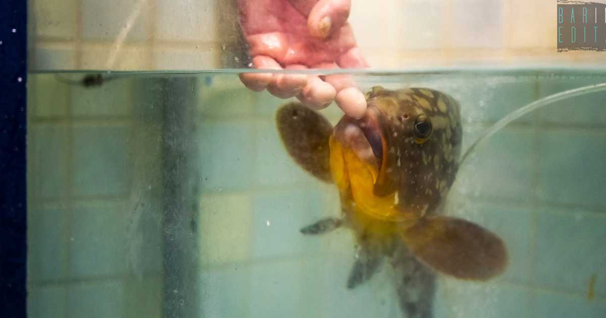 Bari, pescivendolo salva la vita a una cernia, la adotta e la chiama Elena